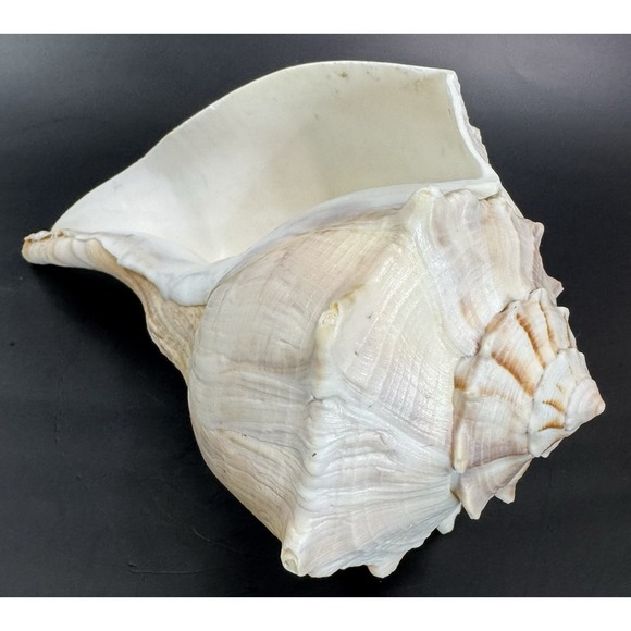 Other - Large Natural Lightning Whelk Sea Shell 10.5" Coastal Beach Nautical Ocean Decor